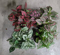 4" Hypoestes Splash Assortment